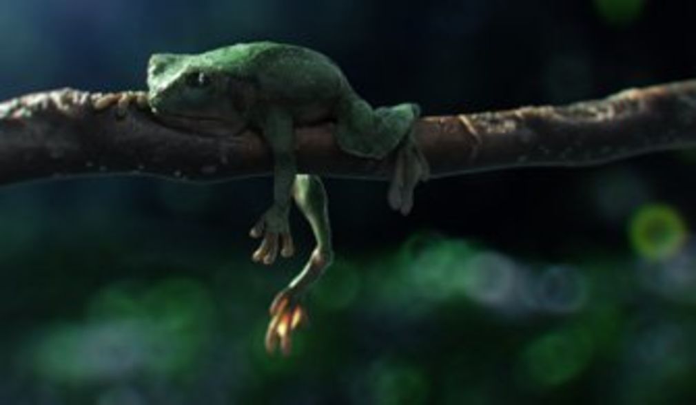 Image manager programmdetail wenn froesche fliegen lernen
